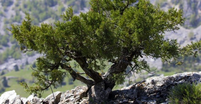 cropped-dwarf_juniper_tree_in_yenicekale_01-1.jpg